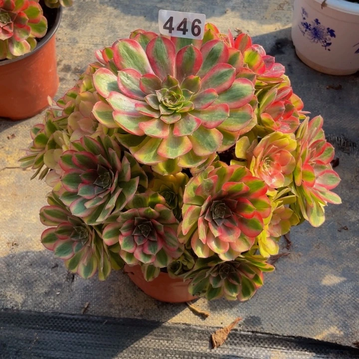 446老庄多肉法师雨荷