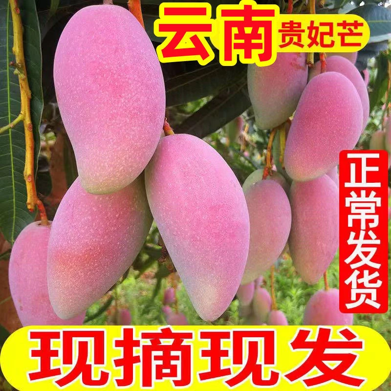 【元江金凤凰】云南贵妃芒果新鲜当季应季水果一整箱批发价9斤箱装