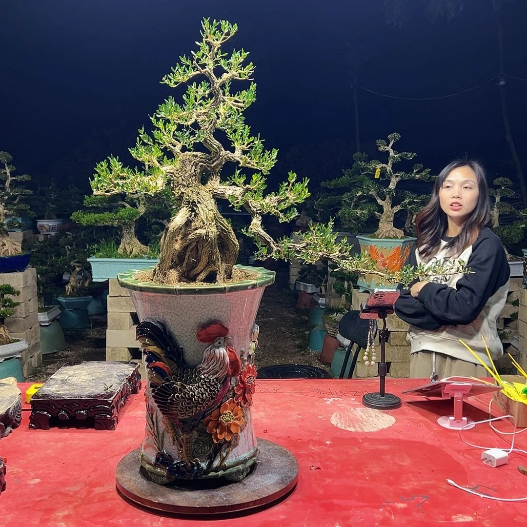 @***子当前无花朵，栽培后可花朵