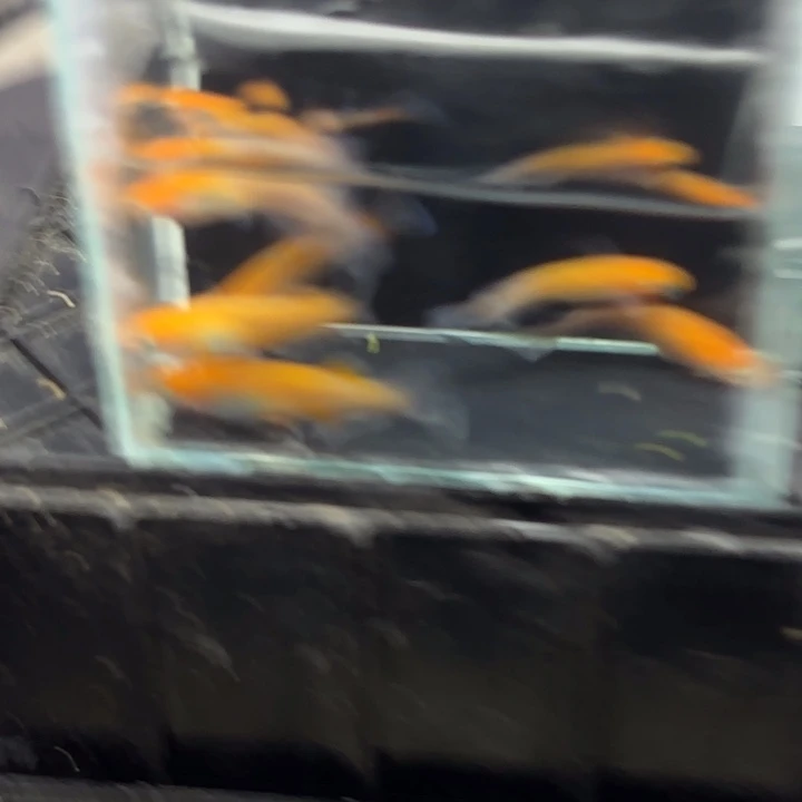 青鳉鱼赤壁红白 红女神11111