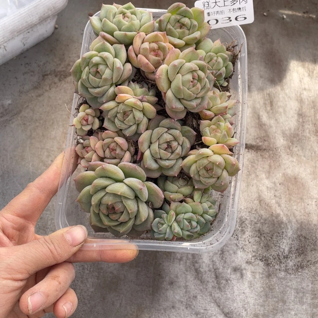 糕大上多肉植物036