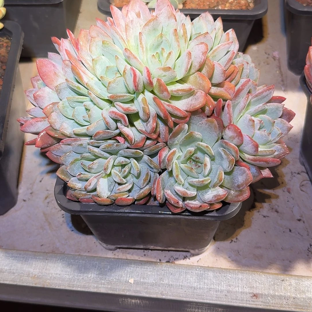 全明星缀化多肉无砍老桩