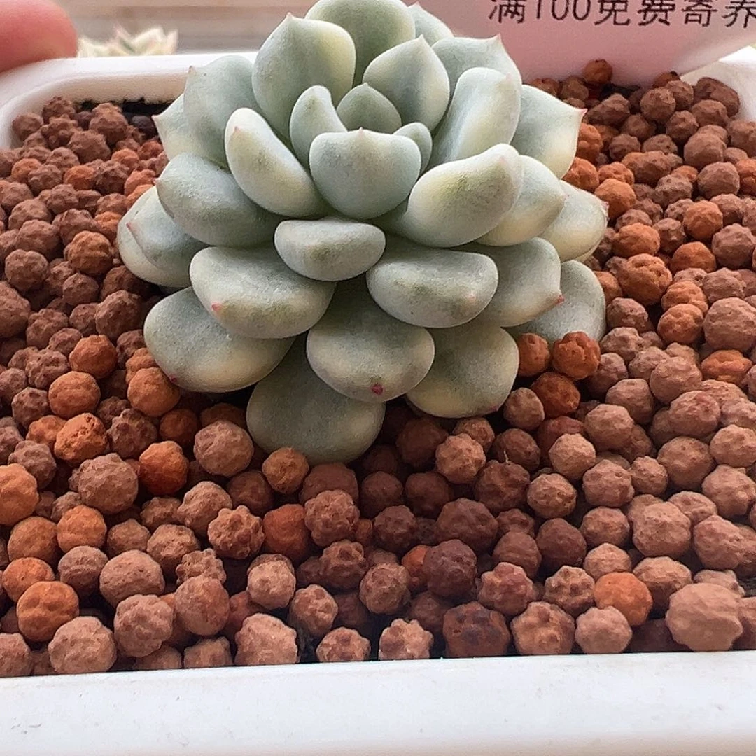 119号橘子皮锦多肉植物