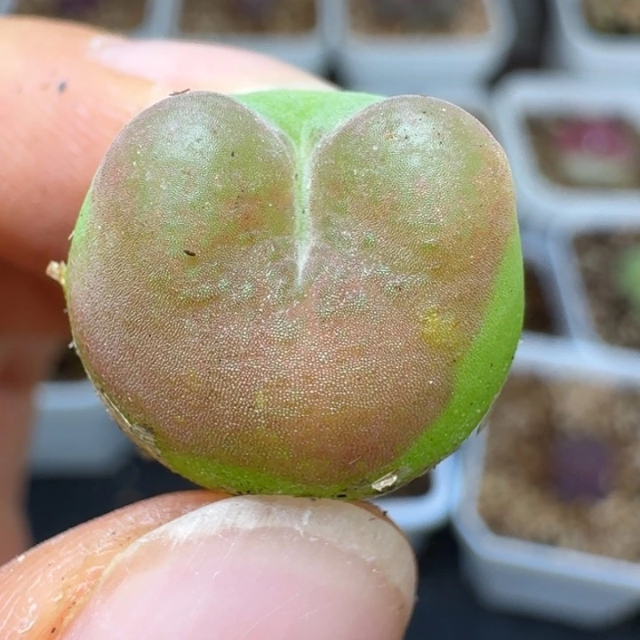 2599一颗5888980080008