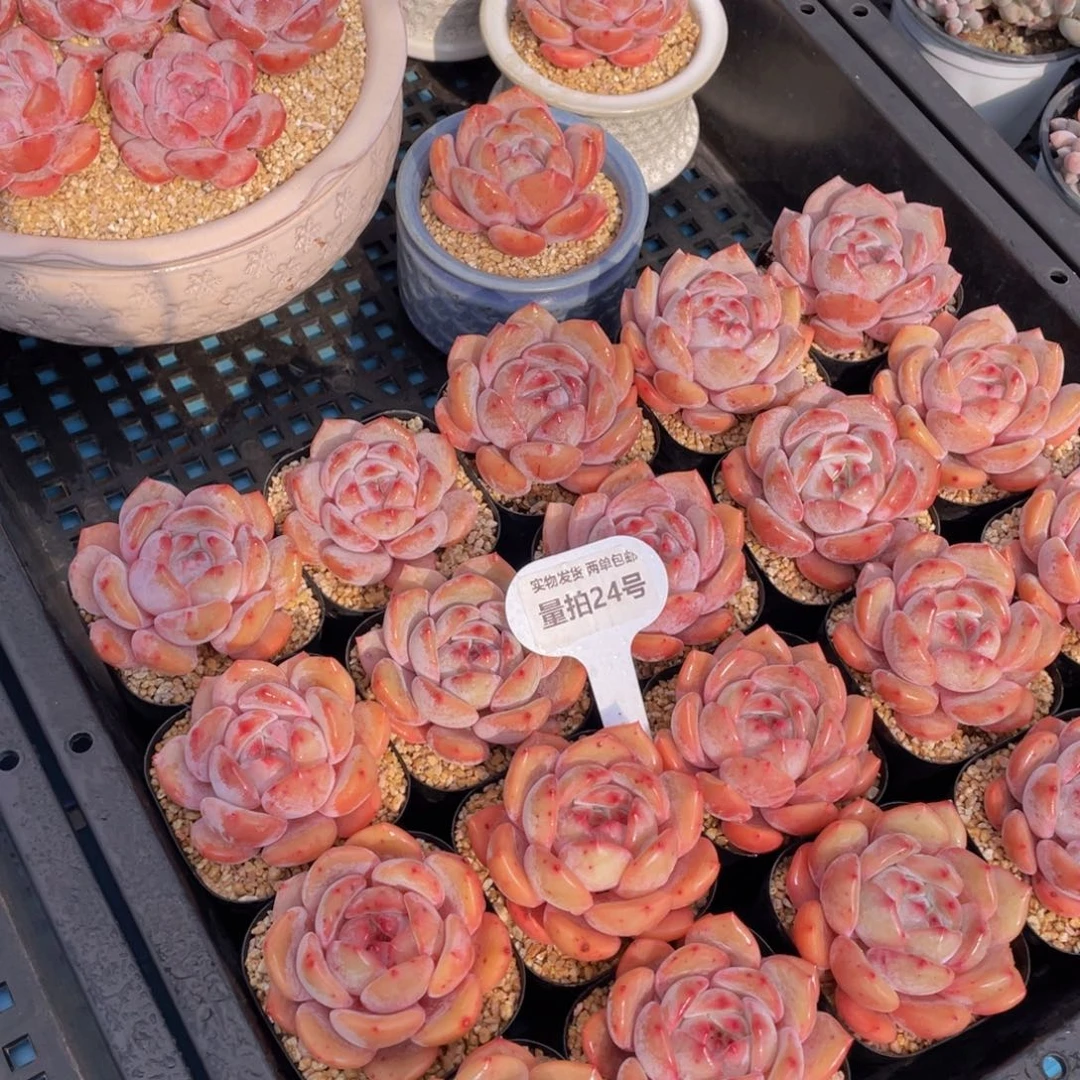 量拍24号宽叶果冻包包韩橙单头一个