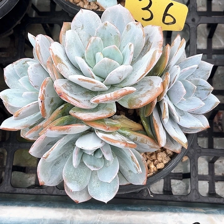4个头奶36号码牌子的话