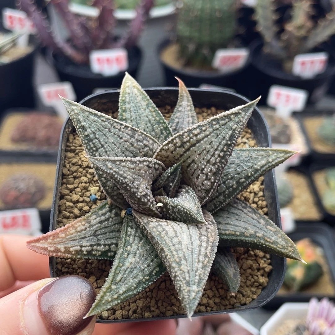 实生硬叶锦带桥仙人球