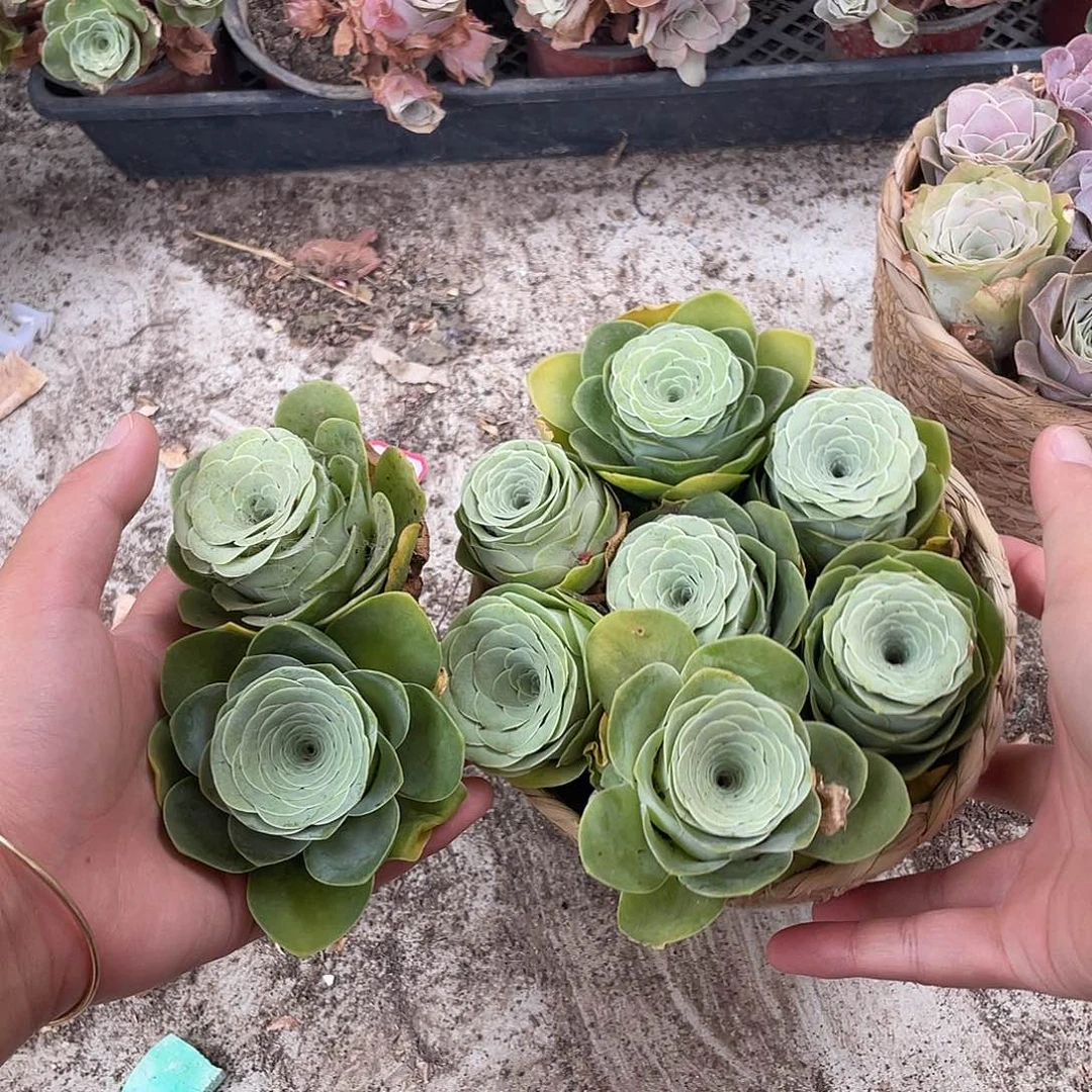 山地玫瑰9颗粉单头量拍不售后