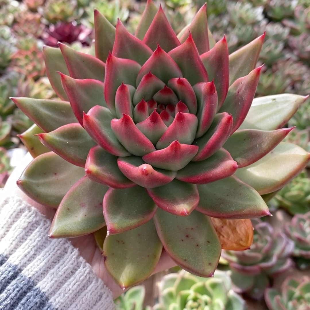 无花朵冠服15公分