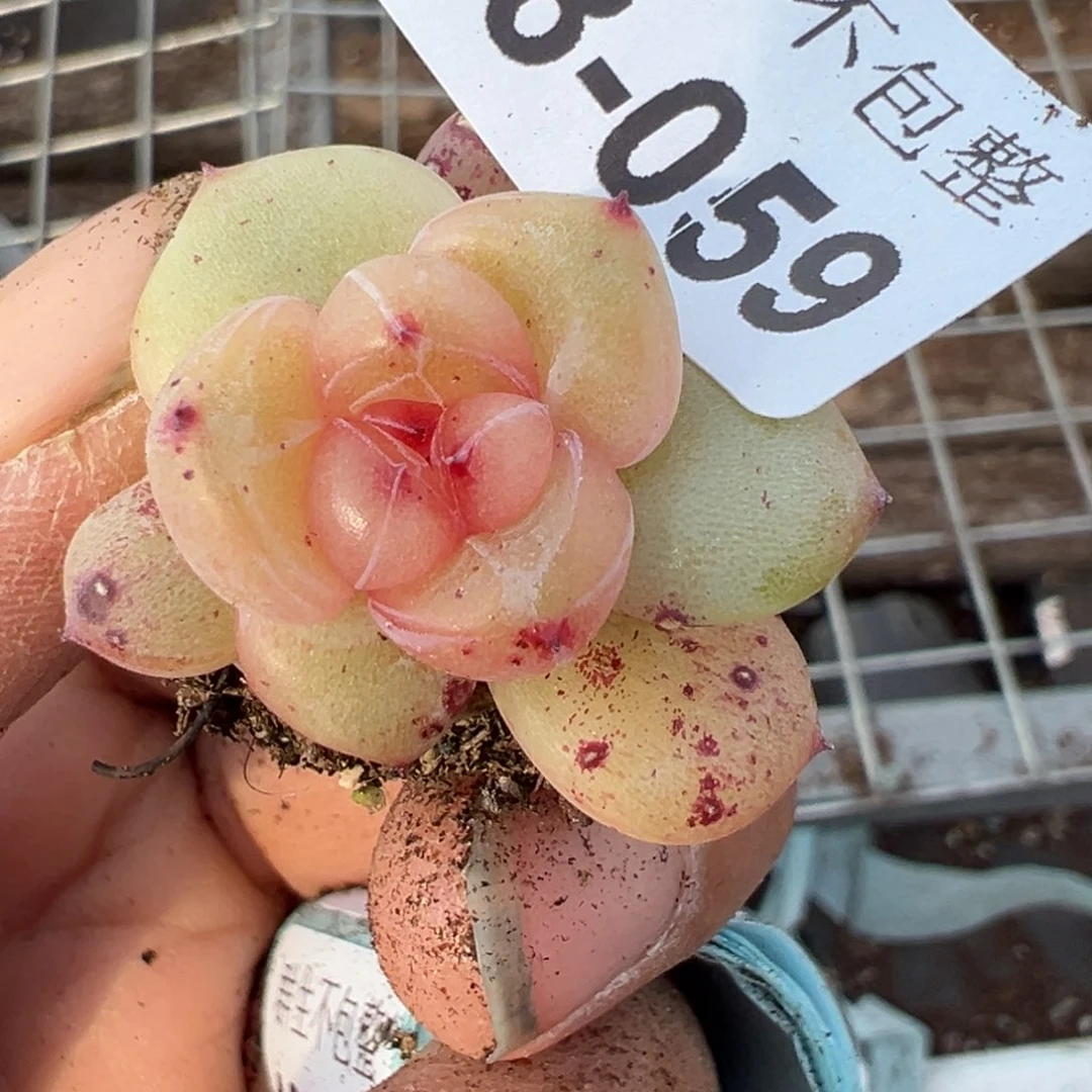 小卡拉米糖心一物一拍18_59