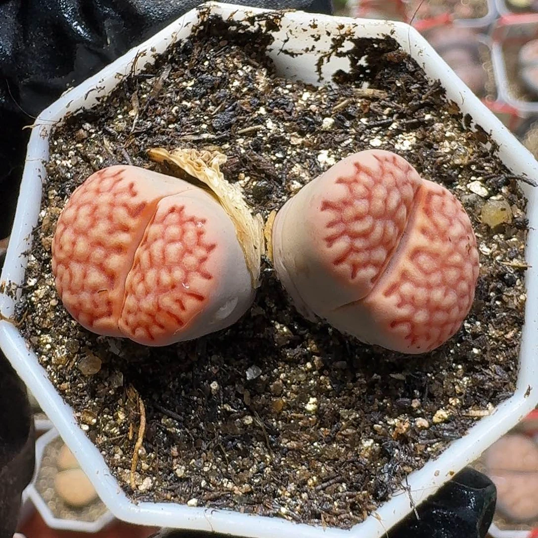 生石花2/：：：：。  100