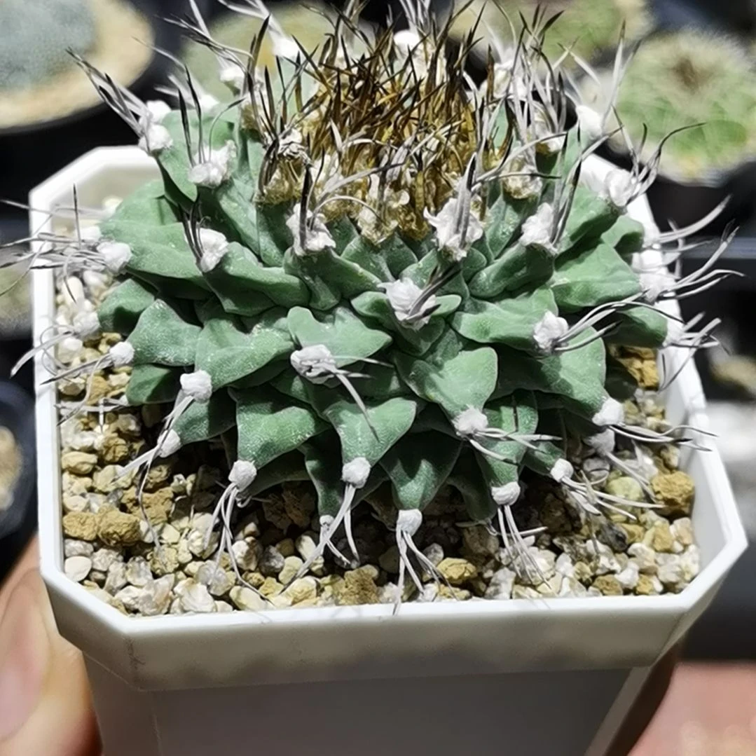 小***虎实生赤花娇丽一物一拍