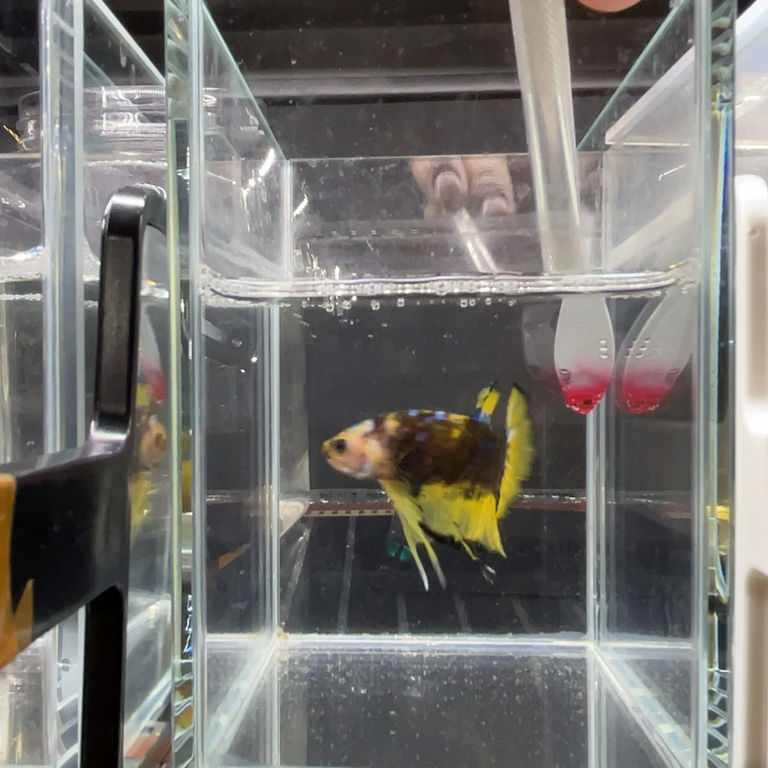 斗鱼12.2  糖果将军 095