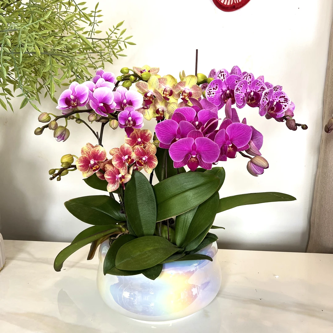 【全家福-蝴蝶兰】 轻奢 中式 禅意 绿植盆栽 年宵花