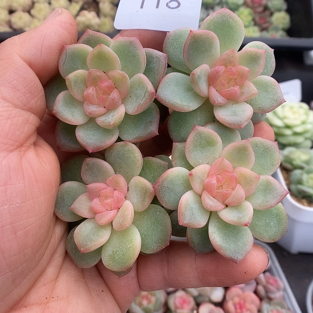 一物一拍一物一拍925-118