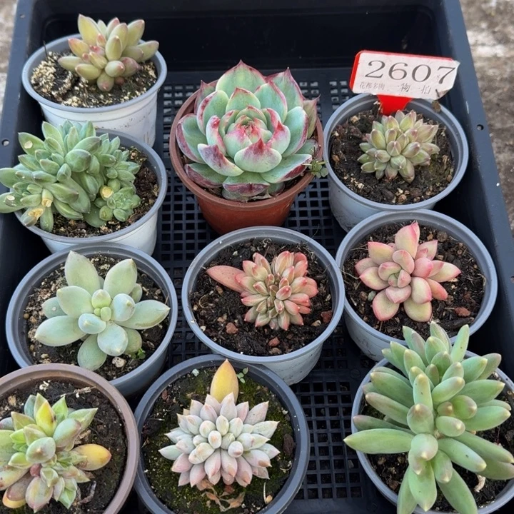 2607多肉植物一物一拍