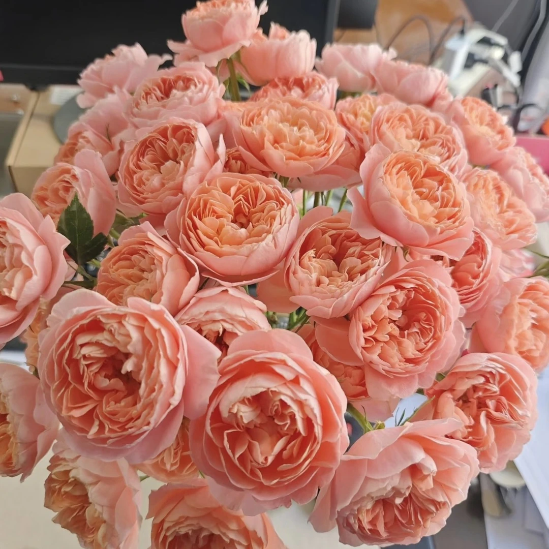 两单包邮！【顺丰冷链】【蜜桃汁阳台】玫瑰花