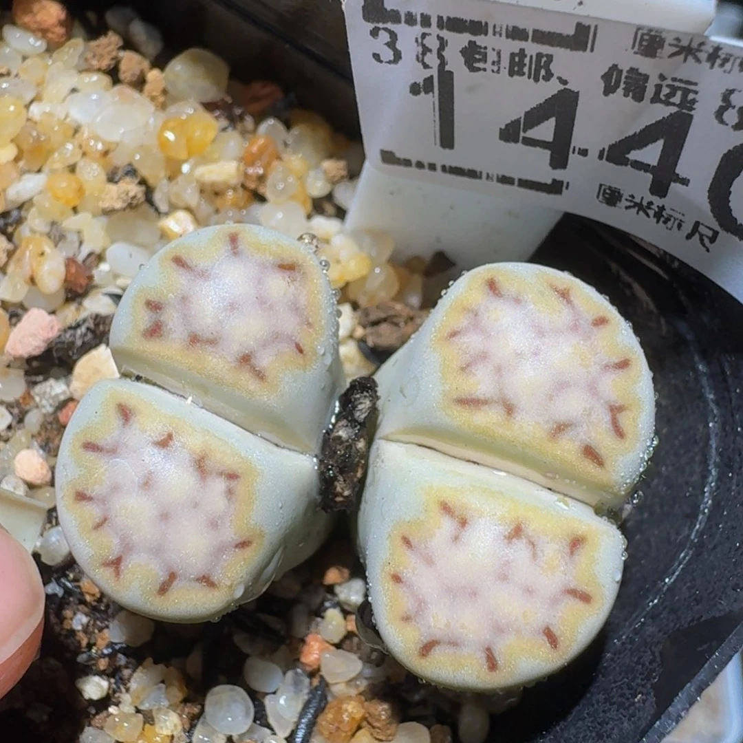 Zzzz精品生石花1440