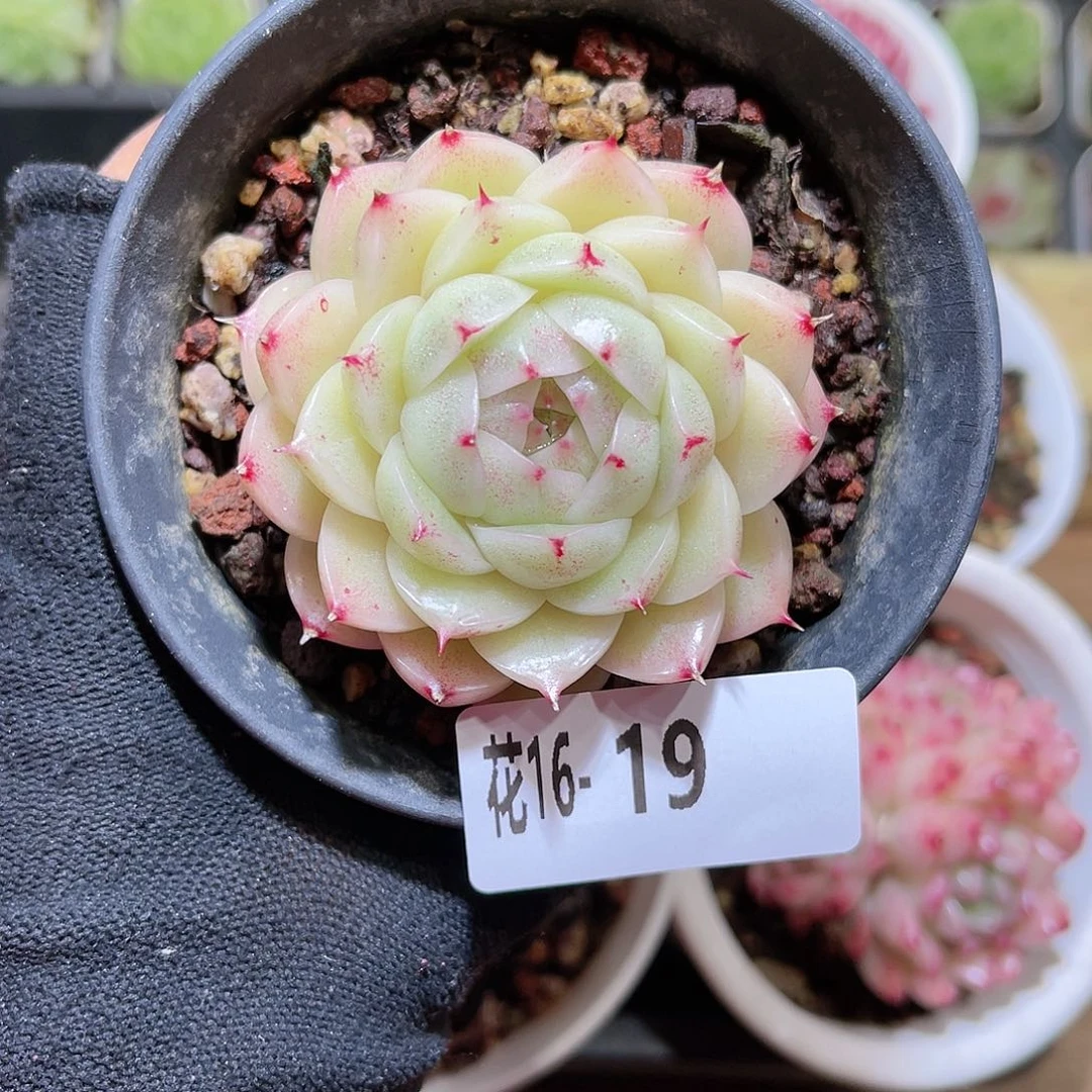 花16-19麦秆单头