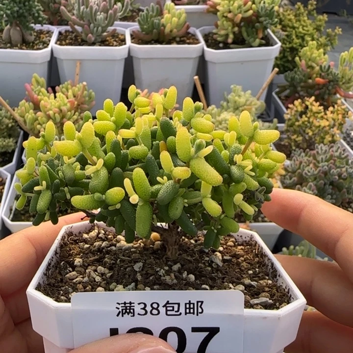 207-开播福利糖球黄锦7方盆