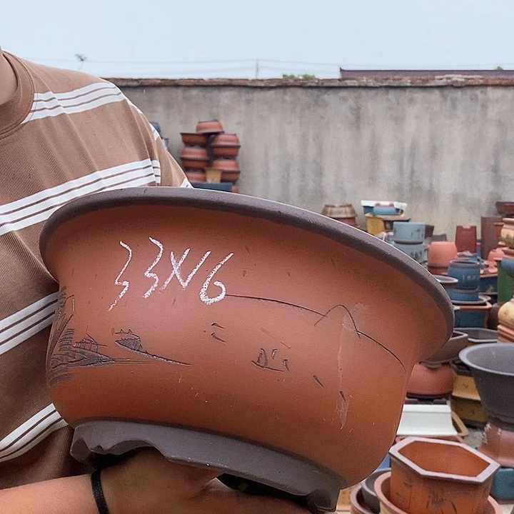 紫砂花盆盆栽植物