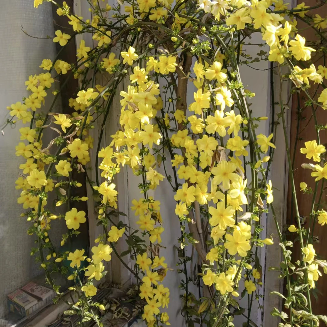 【探春花】高杆垂直瀑布型室内室外均可种植花期长