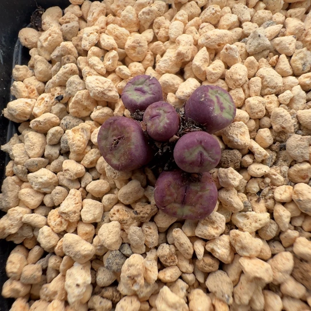 11-78肉锥多肉植物