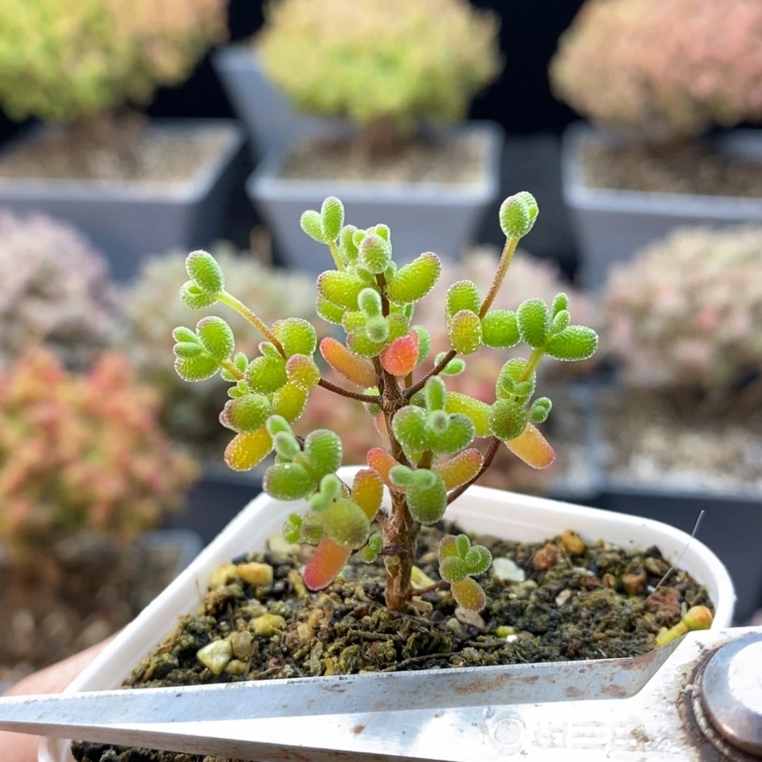 643实生糖球年后发货