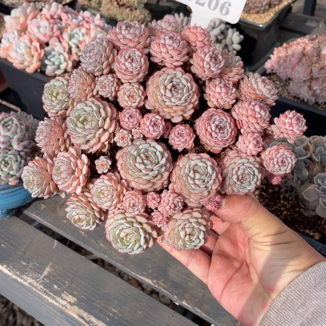 0206小红船不带盆20厘米