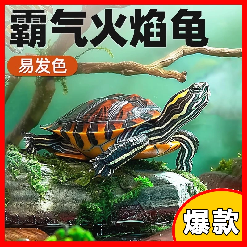 火焰龟红黄腹龟宠物观赏深水乌龟苗圆澳火焰龟乌龟东锦吃鱼粪