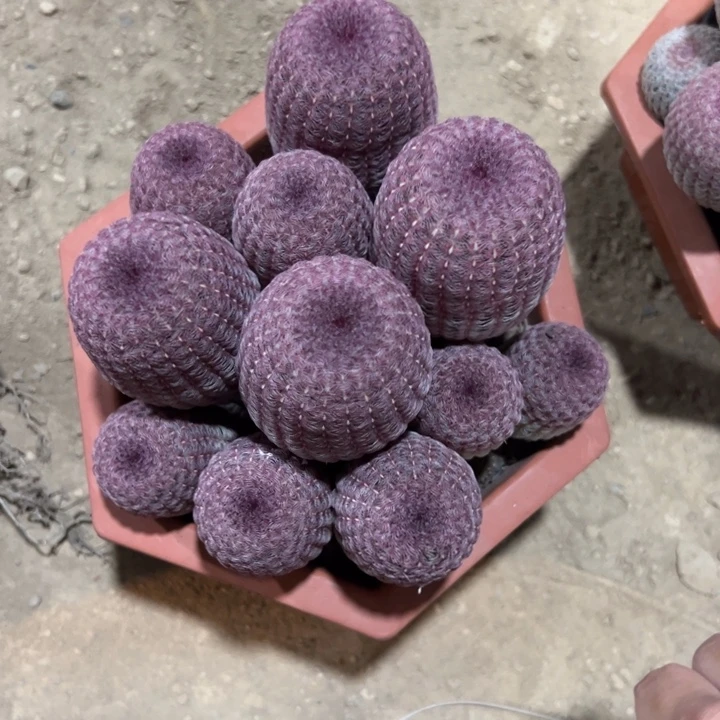 离***离         恭喜发财。