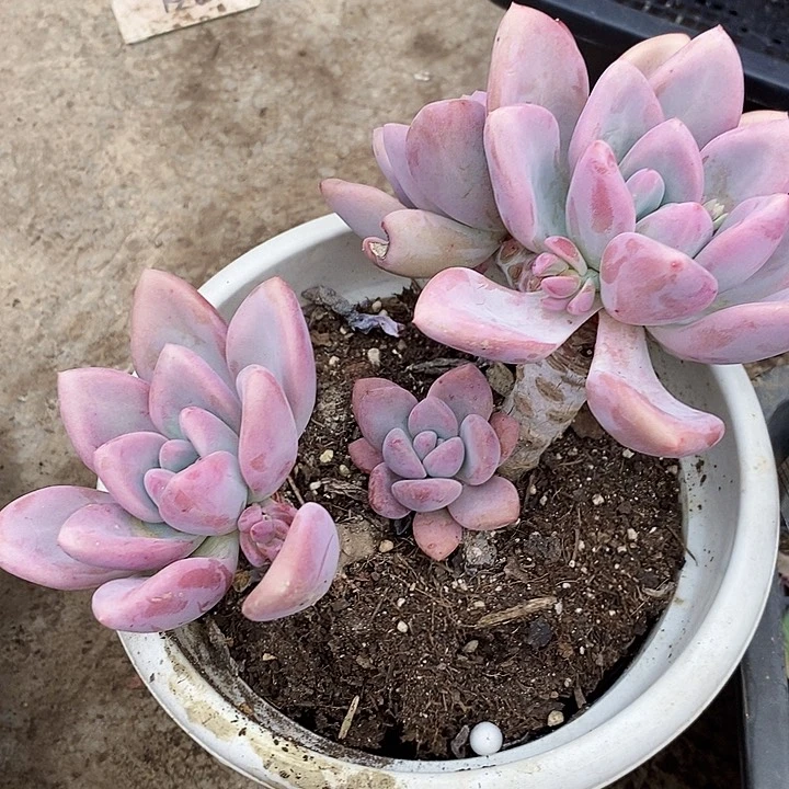 华*爷奥普整小老桩多肉