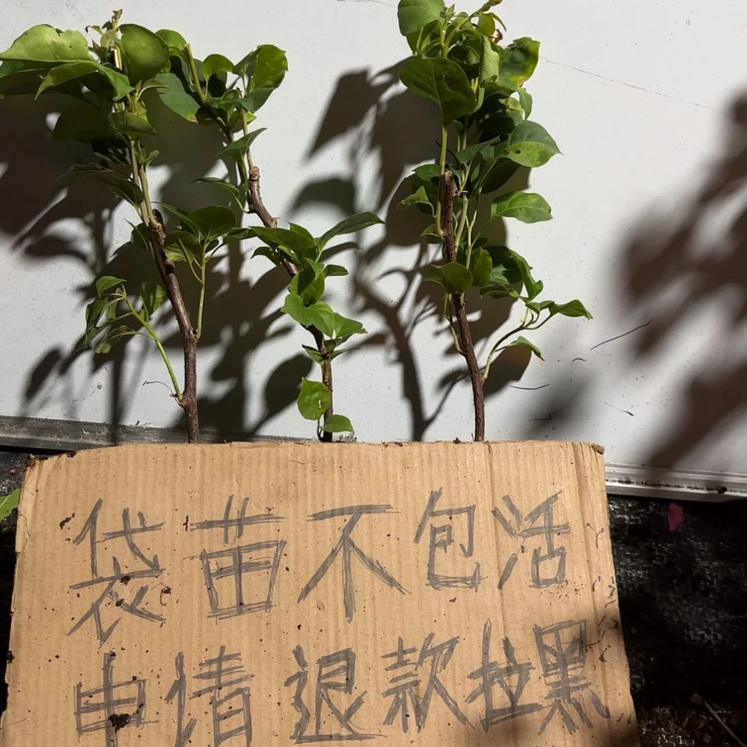 我***院无花朵袋苗盲盒三颗