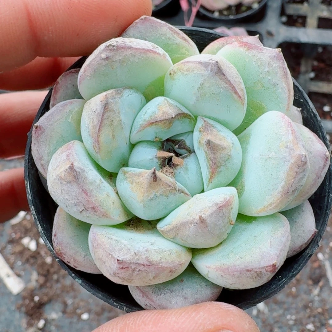 惊鸿杂交一刻一物一拍27-57