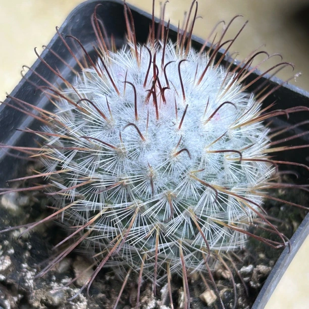 割刺丰明丸实生仙人球多肉植物绿植盆栽花卉龙舌兰十二卷