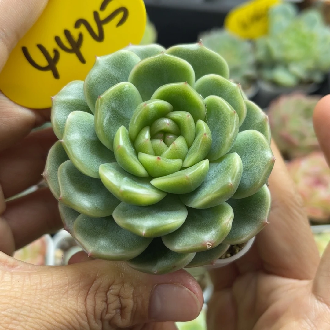 新品x4珍妮单头4425