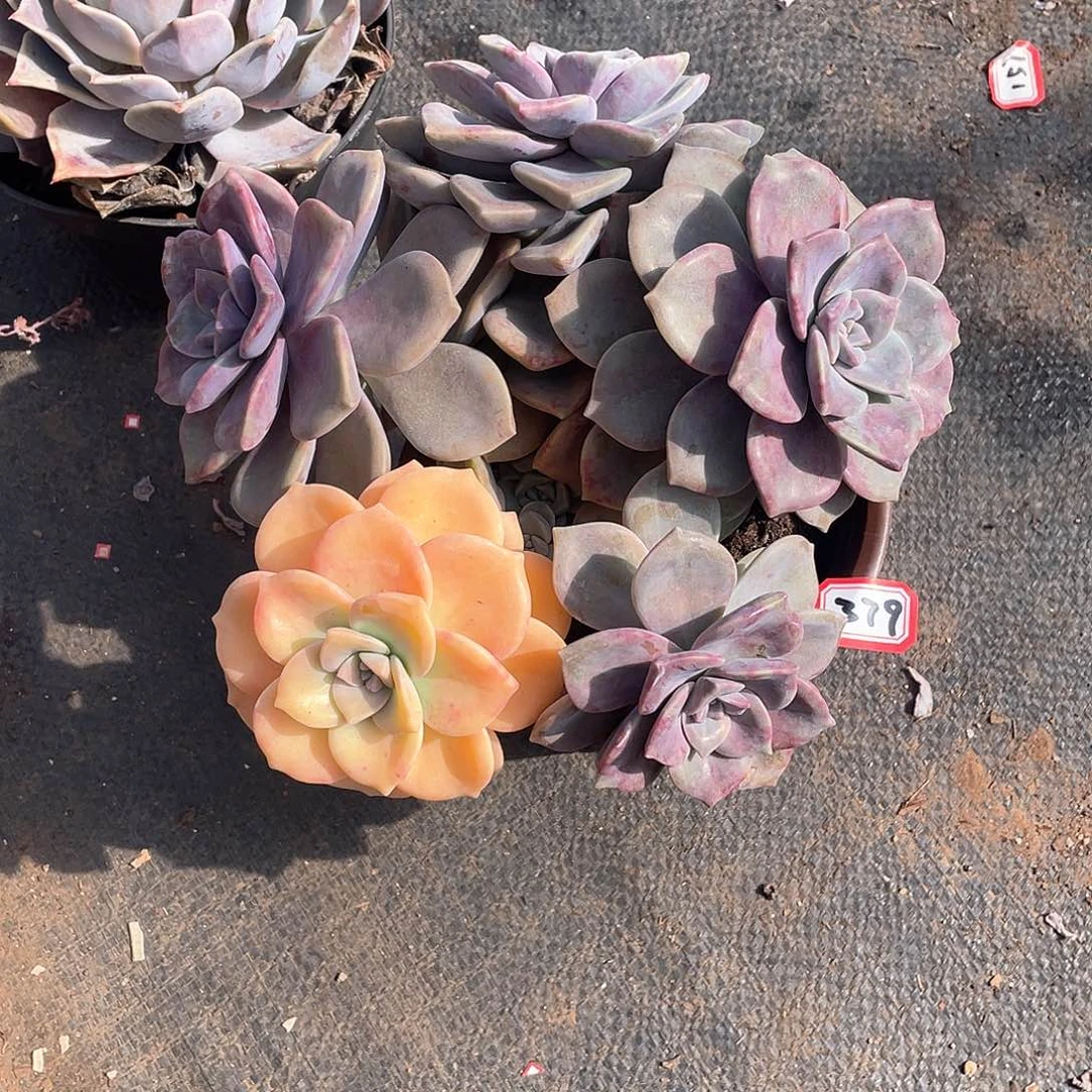 379紫乐锦 一物一拍多肉