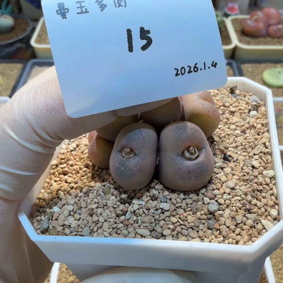 李***事多肉多肉多肉1.4-015红颜