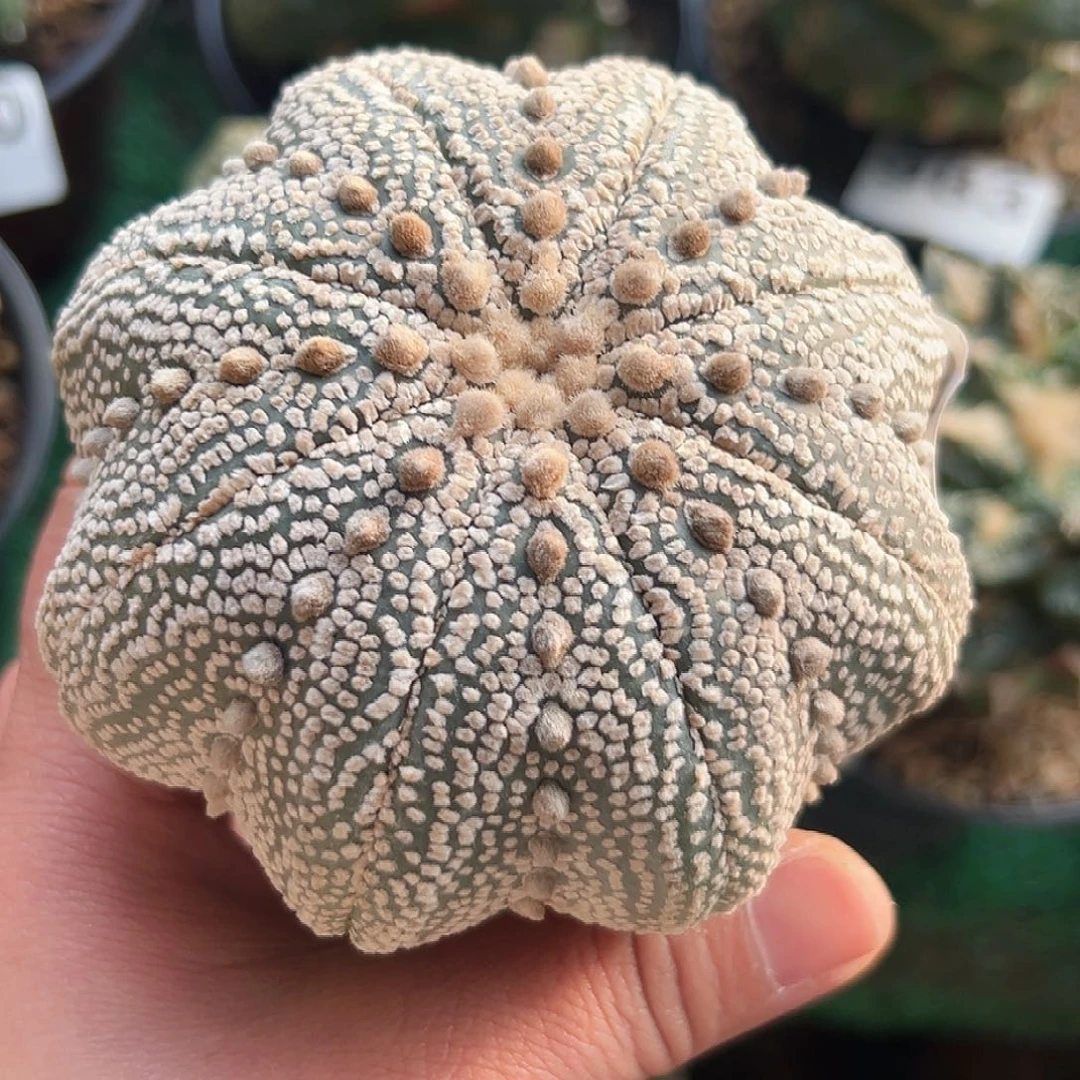 无花朵奇迹海星兜169