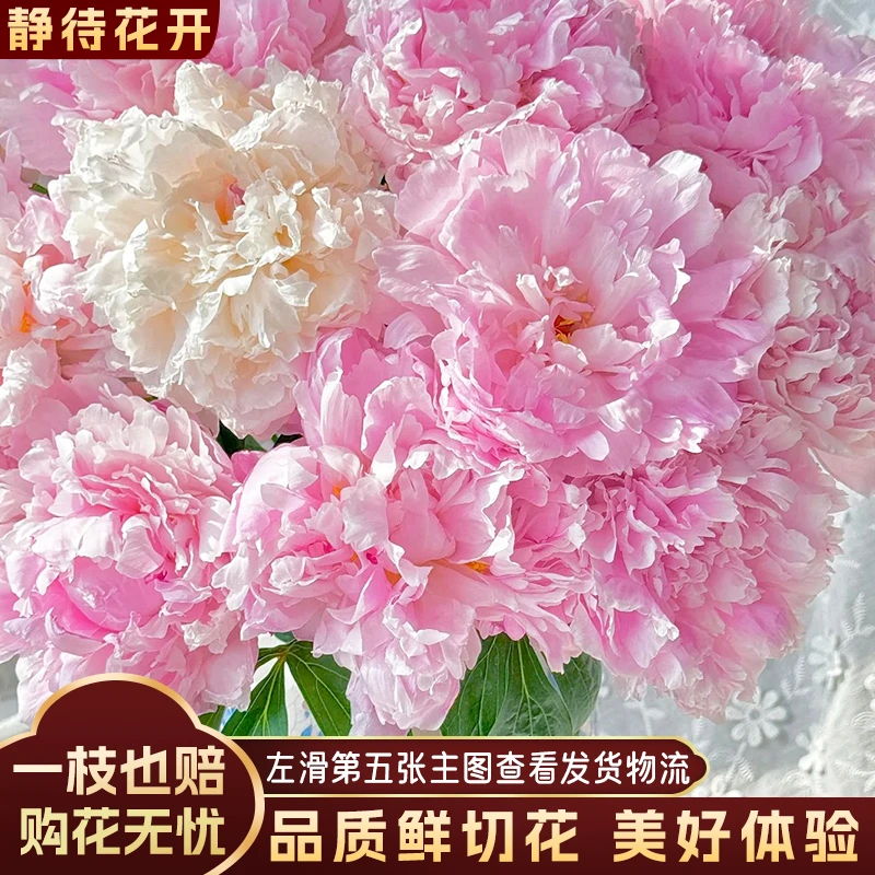 【静待花开】莎拉-A级芍药 顺丰包邮冷链云南鲜花斗南花卉基地直发