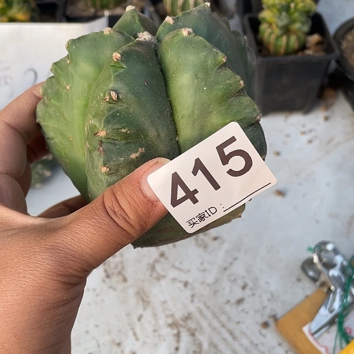 无根415号龟甲鸾凤玉