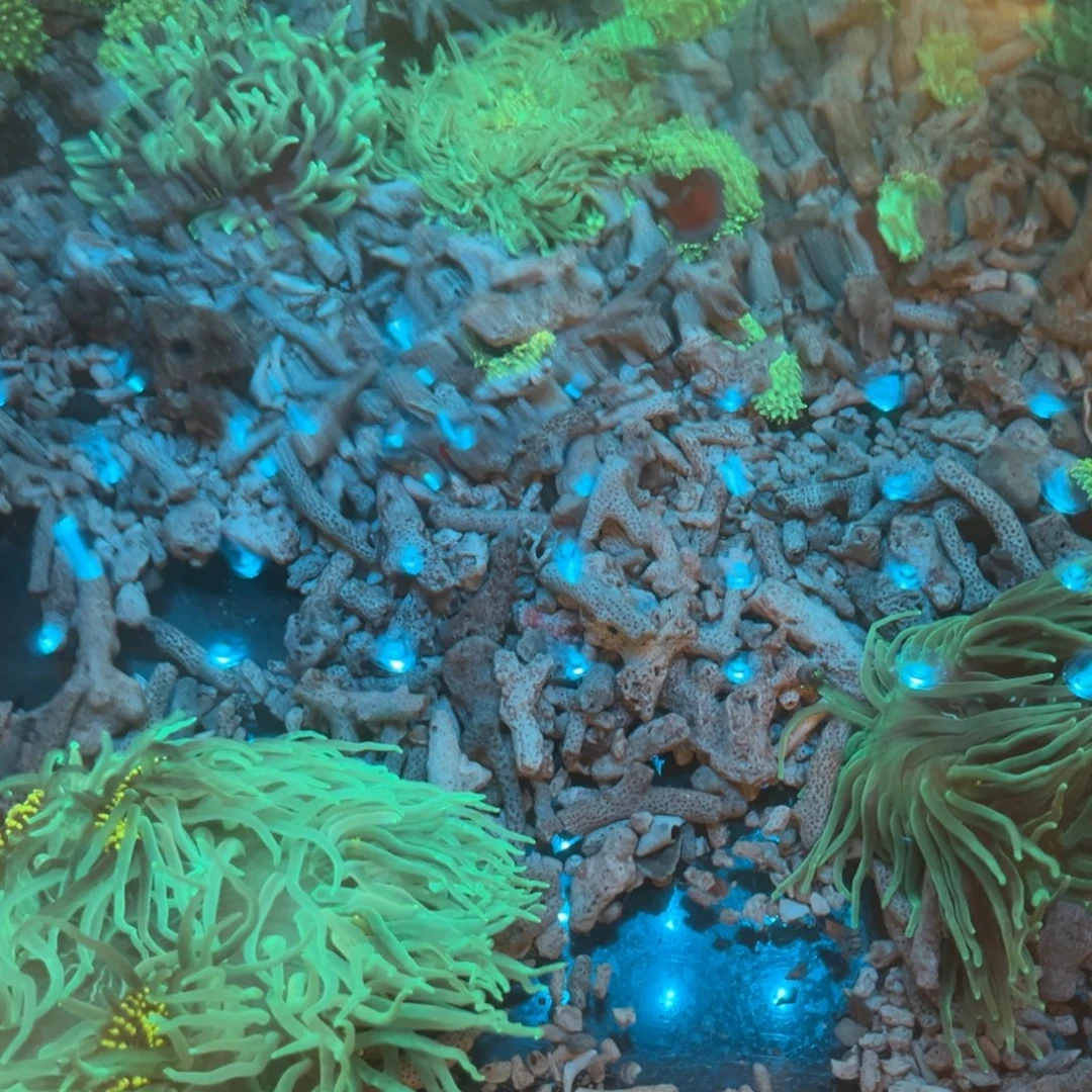 M***纽扣珊瑚红奶➕粉葵➕25空运1111