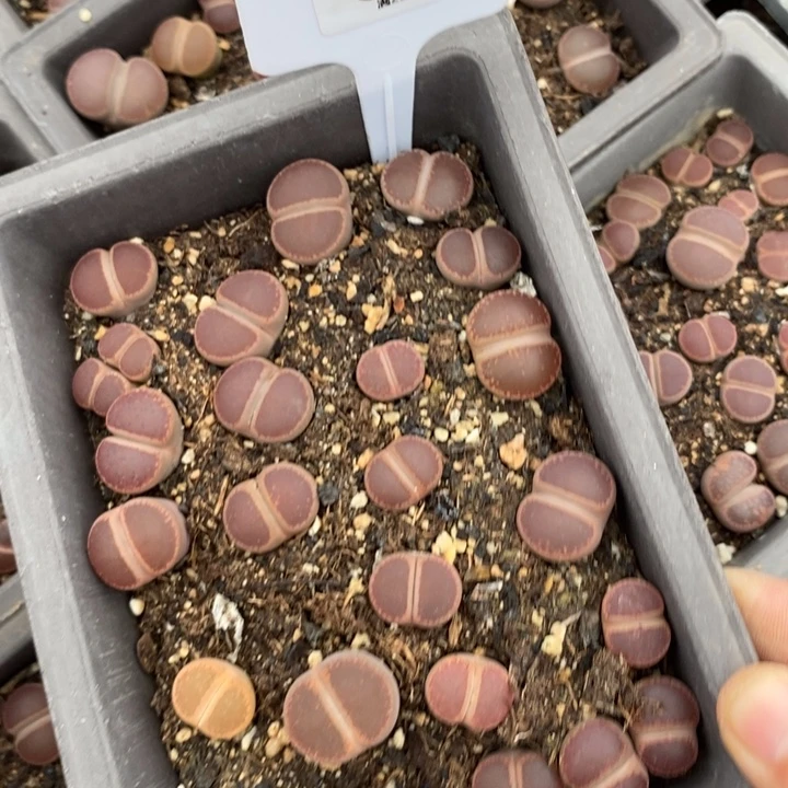 兔***头生石花等植物的生长667