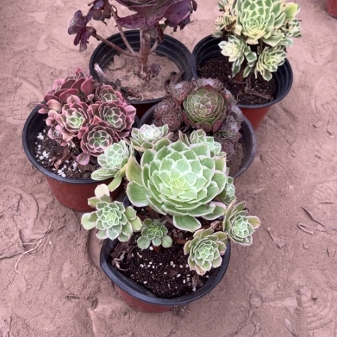 005多肉植物组合，