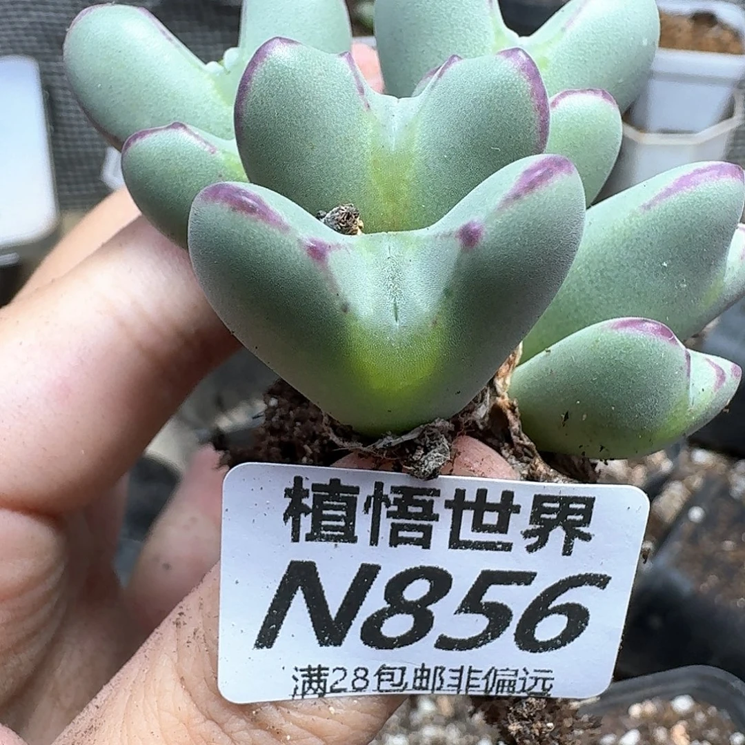 多肉植物的润泽吃