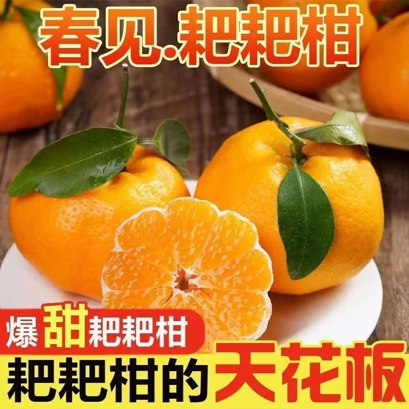 正宗春见耙耙柑当季新鲜水果粑粑柑甜蜜丑八怪柑橘子10斤礼盒装