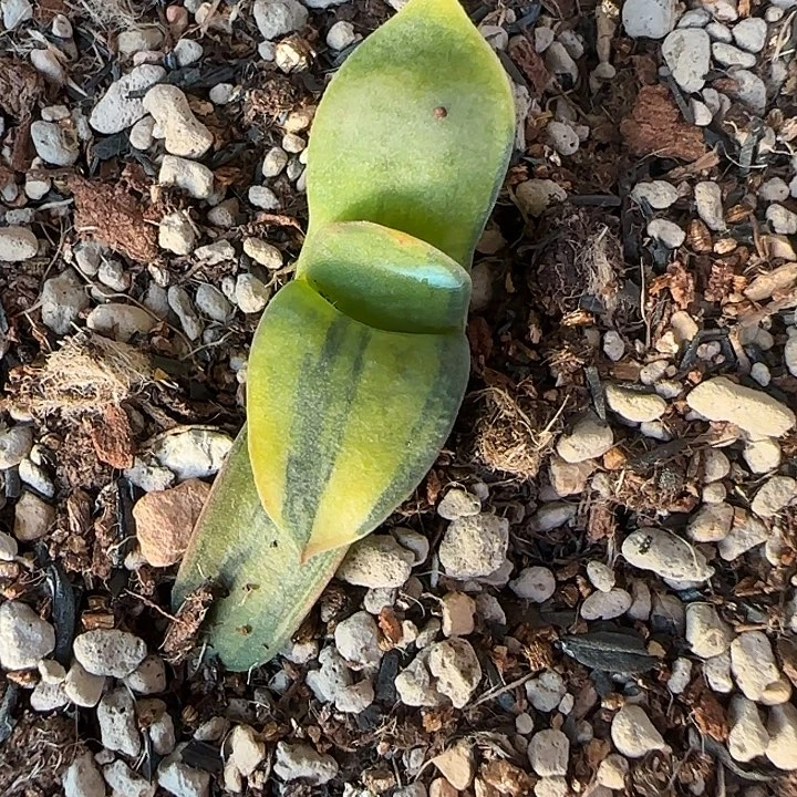 新年福利特价一枚