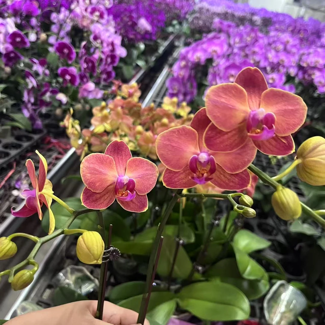 蝴蝶兰【金鲑鱼】双花剑  稀有色系 高端花卉室内礼品花 花期长