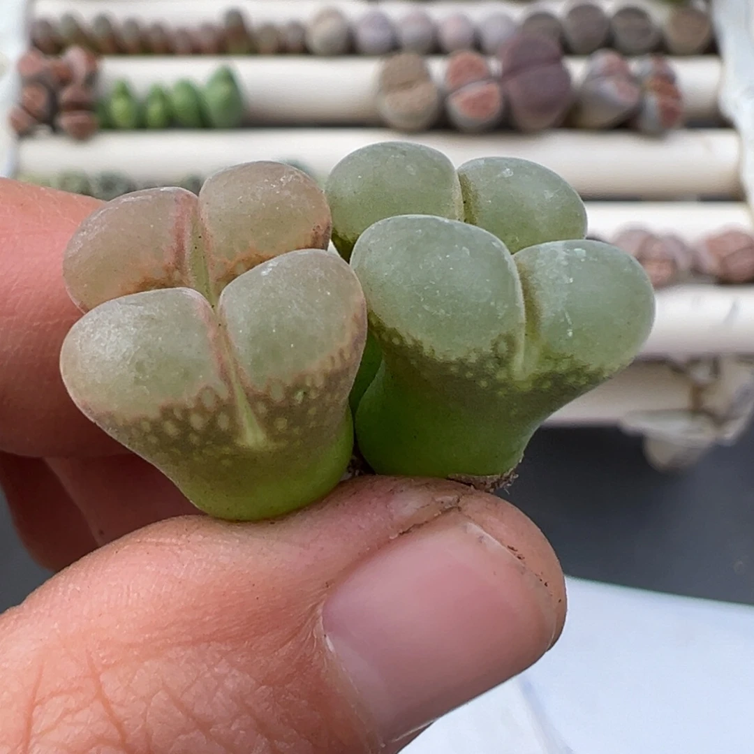 12.22好看的多肉脱土发货431