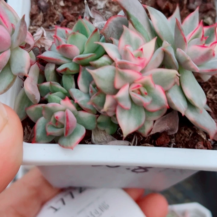 宝莲灯锦多肉植物1771